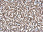 ETFA Antibody in Immunohistochemistry (Paraffin) (IHC (P))