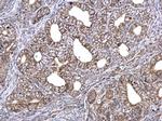 ETFA Antibody in Immunohistochemistry (Paraffin) (IHC (P))