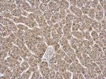 ETFA Antibody in Immunohistochemistry (Paraffin) (IHC (P))