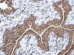 ETFA Antibody in Immunohistochemistry (Paraffin) (IHC (P))