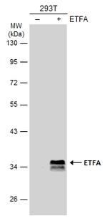 ETFA Antibody in Western Blot (WB)