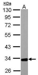 ETFA Antibody in Western Blot (WB)