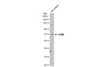 ETV5 Antibody in Western Blot (WB)