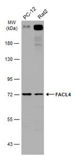 ACSL4 Antibody in Western Blot (WB)