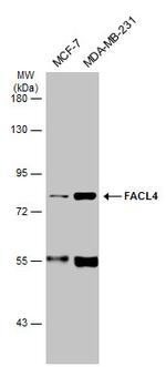 ACSL4 Antibody in Western Blot (WB)