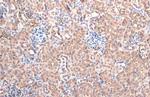 FAH Antibody in Immunohistochemistry (Paraffin) (IHC (P))