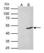 Flotillin 2 Antibody in Immunoprecipitation (IP)