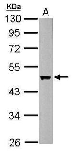 Flotillin 2 Antibody in Western Blot (WB)