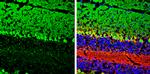 GNAO1 Antibody in Immunohistochemistry (Frozen) (IHC (F))