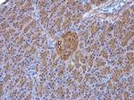 GNAO1 Antibody in Immunohistochemistry (Paraffin) (IHC (P))