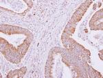 GNAO1 Antibody in Immunohistochemistry (Paraffin) (IHC (P))