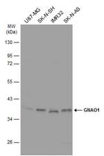 GNAO1 Antibody in Western Blot (WB)