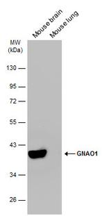 GNAO1 Antibody in Western Blot (WB)