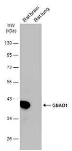 GNAO1 Antibody in Western Blot (WB)