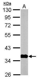 GNB1 Antibody in Western Blot (WB)