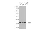 GNB1 Antibody in Western Blot (WB)