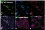 HCLS1 Antibody in Immunocytochemistry (ICC/IF)