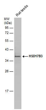 HSD17B3 Antibody in Western Blot (WB)