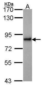 KIFC3 Antibody in Western Blot (WB)