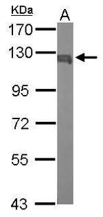 IPO5 Antibody in Western Blot (WB)