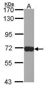 L-Plastin Antibody in Western Blot (WB)