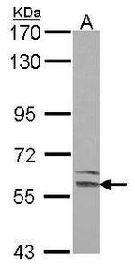 LMAN1 Antibody in Western Blot (WB)