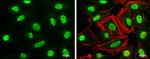 MAFG Antibody in Immunocytochemistry (ICC/IF)