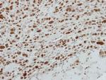 MAFG Antibody in Immunohistochemistry (Paraffin) (IHC (P))