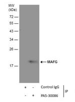 MAFG Antibody in Immunoprecipitation (IP)