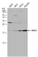 MAFG Antibody in Western Blot (WB)