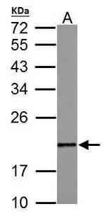 MAFG Antibody in Western Blot (WB)