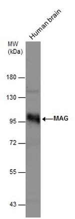 MAG Antibody in Western Blot (WB)