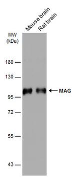 MAG Antibody in Western Blot (WB)