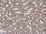 Nucleobindin 1 Antibody in Immunohistochemistry (Paraffin) (IHC (P))