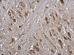 Nucleobindin 1 Antibody in Immunohistochemistry (Paraffin) (IHC (P))