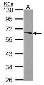 Nucleobindin 1 Antibody in Western Blot (WB)