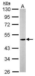 Nucleobindin 1 Antibody in Western Blot (WB)