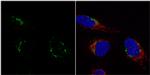 Nucleobindin 1 Antibody in Immunocytochemistry (ICC/IF)