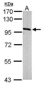 OSBP Antibody in Western Blot (WB)