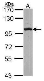 OSBP Antibody in Western Blot (WB)