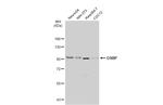 OSBP Antibody in Western Blot (WB)