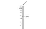 P2Y2 Antibody in Western Blot (WB)