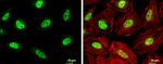 PCBP2 Antibody in Immunocytochemistry (ICC/IF)