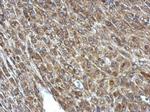 PCCA Antibody in Immunohistochemistry (Paraffin) (IHC (P))