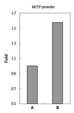 POU3F2 Antibody in ChIP Assay (ChIP)