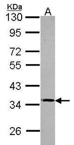 PPP4C Antibody in Western Blot (WB)