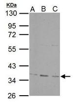 PPP4C Antibody in Western Blot (WB)