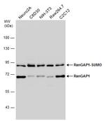 RANGAP1 Antibody in Western Blot (WB)