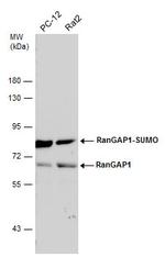 RANGAP1 Antibody in Western Blot (WB)