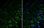 RORB Antibody in Immunohistochemistry (Frozen) (IHC (F))